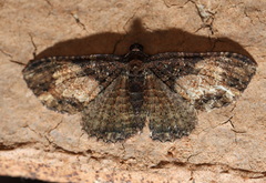 Scotocyma albinotata