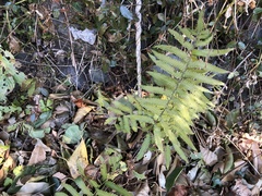 Christella acuminata