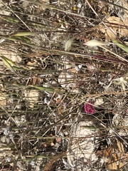 Chorizanthe douglasii