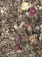 Chorizanthe douglasii