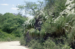 Cortaderia hieronymi
