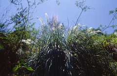 Cortaderia hieronymi