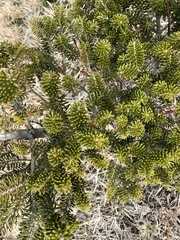 Abies koreana