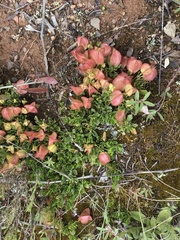 Dodonaea procumbens
