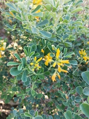 Medicago arborea