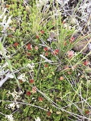 Dodonaea procumbens