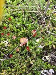 Dodonaea procumbens