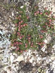 Dodonaea procumbens