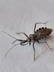 Rhynocoris erythrocnemis