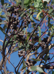 Eucalyptus cornuta