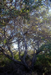 Eucalyptus cornuta