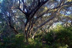 Eucalyptus cornuta