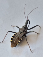 Rhynocoris erythrocnemis