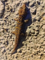 Hemidactylus whitakeri