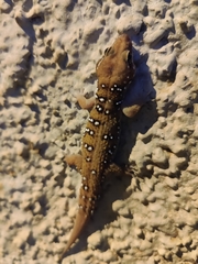 Hemidactylus whitakeri