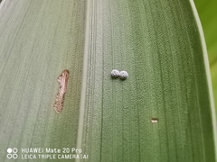 Hypolycaena thecloides