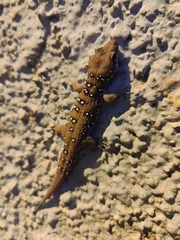 Hemidactylus whitakeri