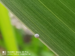 Hypolycaena thecloides