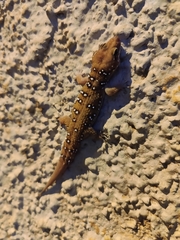 Hemidactylus whitakeri