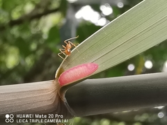 Hypolycaena thecloides