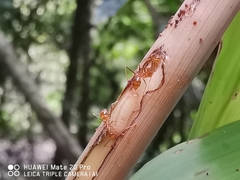 Hypolycaena thecloides