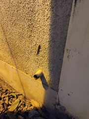 Hemidactylus whitakeri