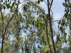Cissomela pectoralis