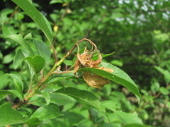 Monilinia laxa