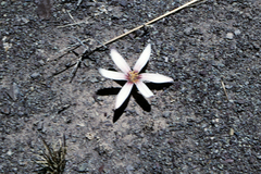 Zephyranthes andina