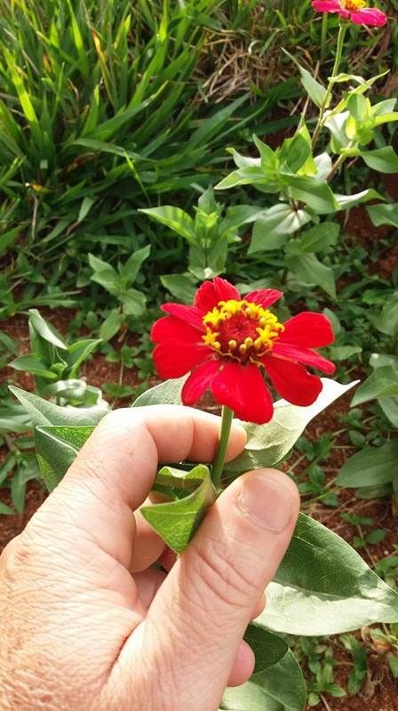 Zinnia elegans