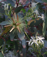 Eucalyptus cornuta