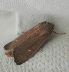 Nonagria typhae