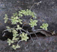 Sedum brissemoretii