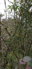 Ephedra tweedieana