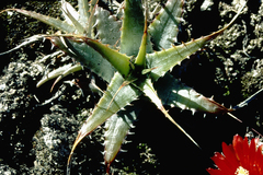 Deuterocohnia longipetala