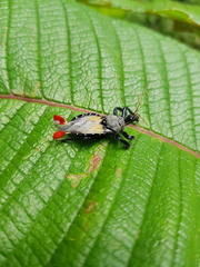 Apiomerus vexillarius