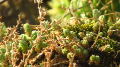 Sedum borissovae