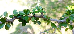 Condalia buxifolia