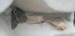 Oligia latruncula