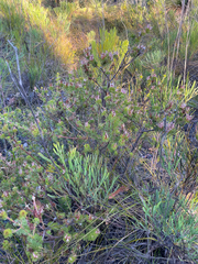 Adenanthos meisneri