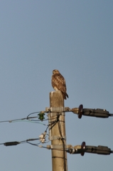 Buteo japonicus