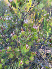 Adenanthos meisneri