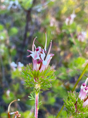 Adenanthos meisneri
