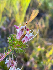 Adenanthos meisneri