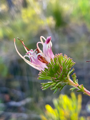 Adenanthos meisneri