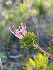 Adenanthos meisneri