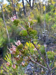 Adenanthos meisneri