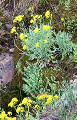 Sedum borissovae