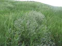 Nepeta parviflora
