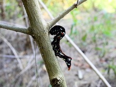 Oraesia emarginata
